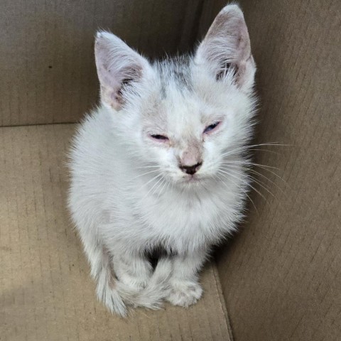 Pepper, an adoptable Ragdoll in Marshall, TX, 75671 | Photo Image 3