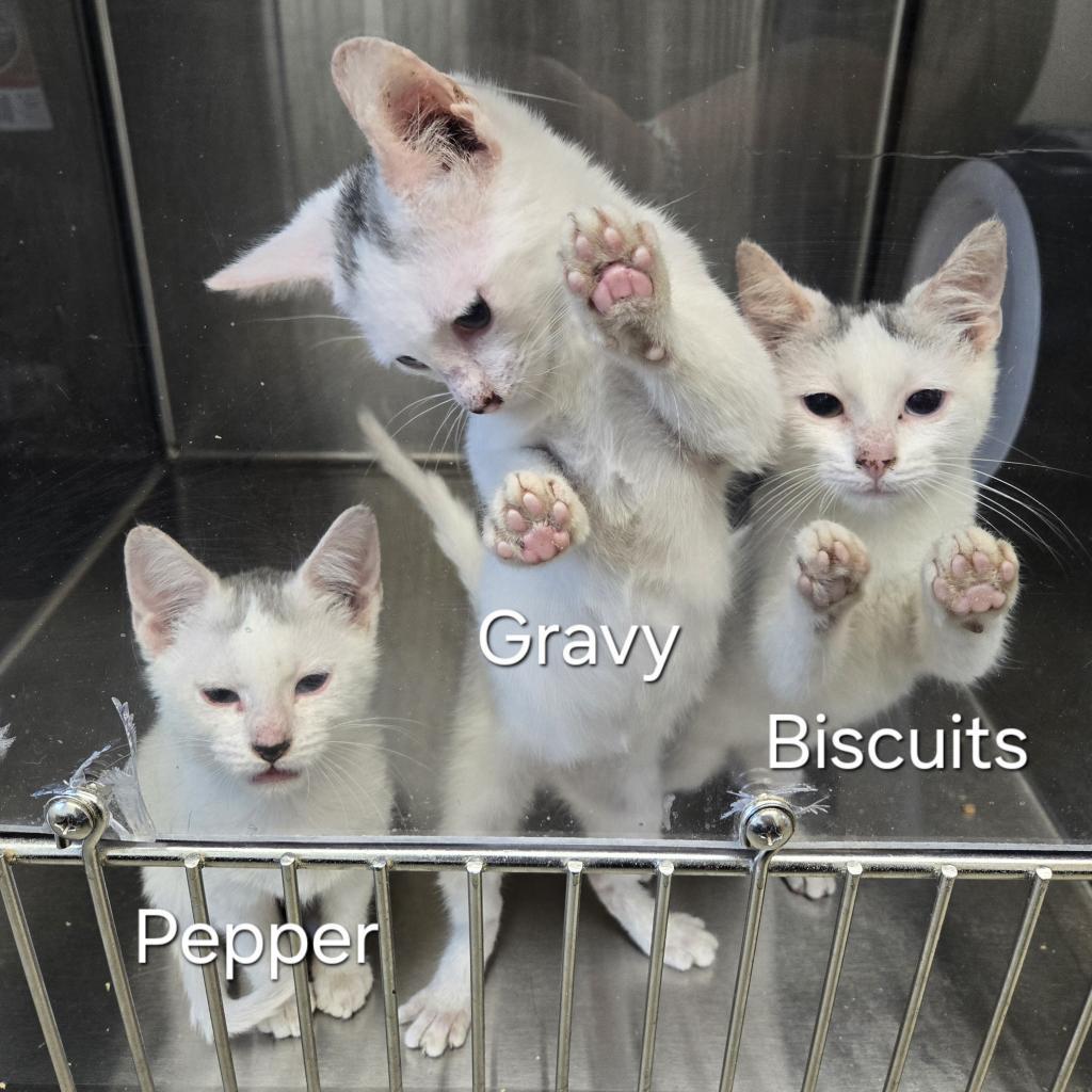 Biscuits, an adoptable Ragdoll in Marshall, TX, 75671 | Photo Image 1