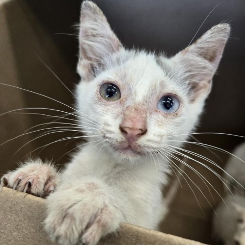 Biscuits, an adoptable Ragdoll in Marshall, TX, 75671 | Photo Image 3