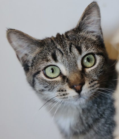 Zazu, an adoptable Domestic Short Hair in Hastings, MN, 55033 | Photo Image 1