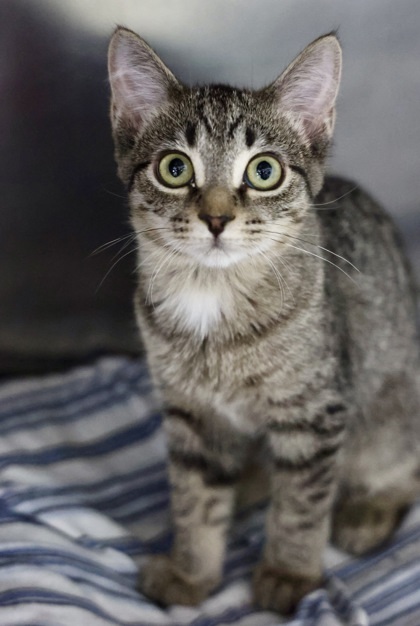 Zazu, an adoptable Domestic Short Hair in Hastings, MN, 55033 | Photo Image 2