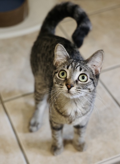 Zazu, an adoptable Domestic Short Hair in Hastings, MN, 55033 | Photo Image 3