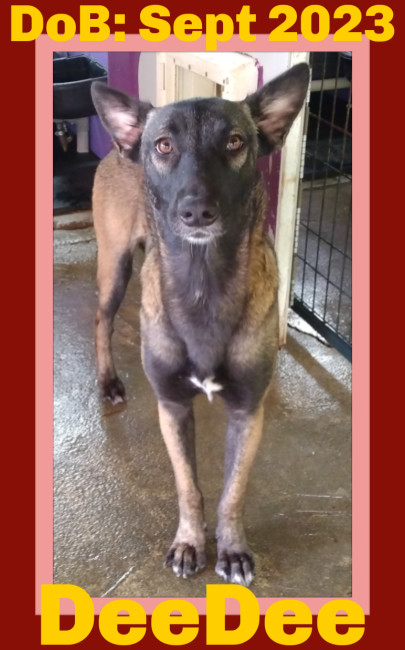 DeeDee, an adoptable Belgian Shepherd / Malinois in Sebec, ME, 04481 | Photo Image 1