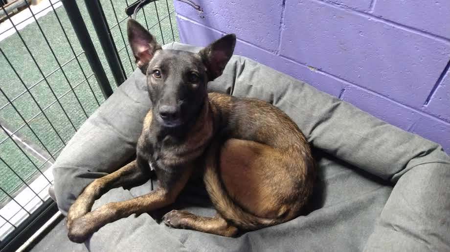 DeeDee, an adoptable Belgian Shepherd / Malinois in Sebec, ME, 04481 | Photo Image 2