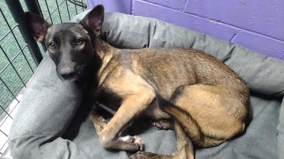 DeeDee, an adoptable Belgian Shepherd / Malinois in Sebec, ME, 04481 | Photo Image 3