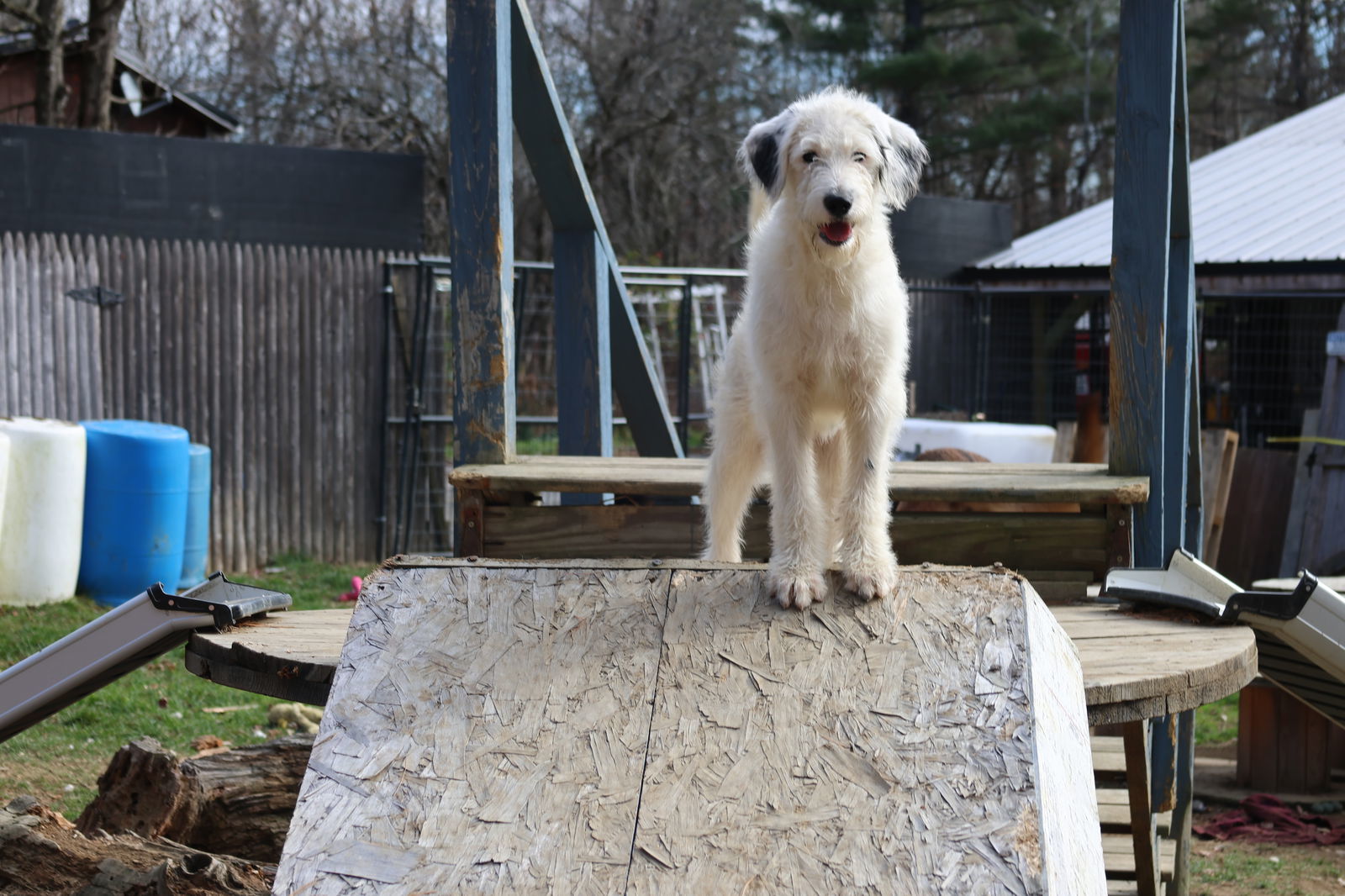 DAISY, an adoptable Airedale Terrier in Sebec, ME, 04481 | Photo Image 2