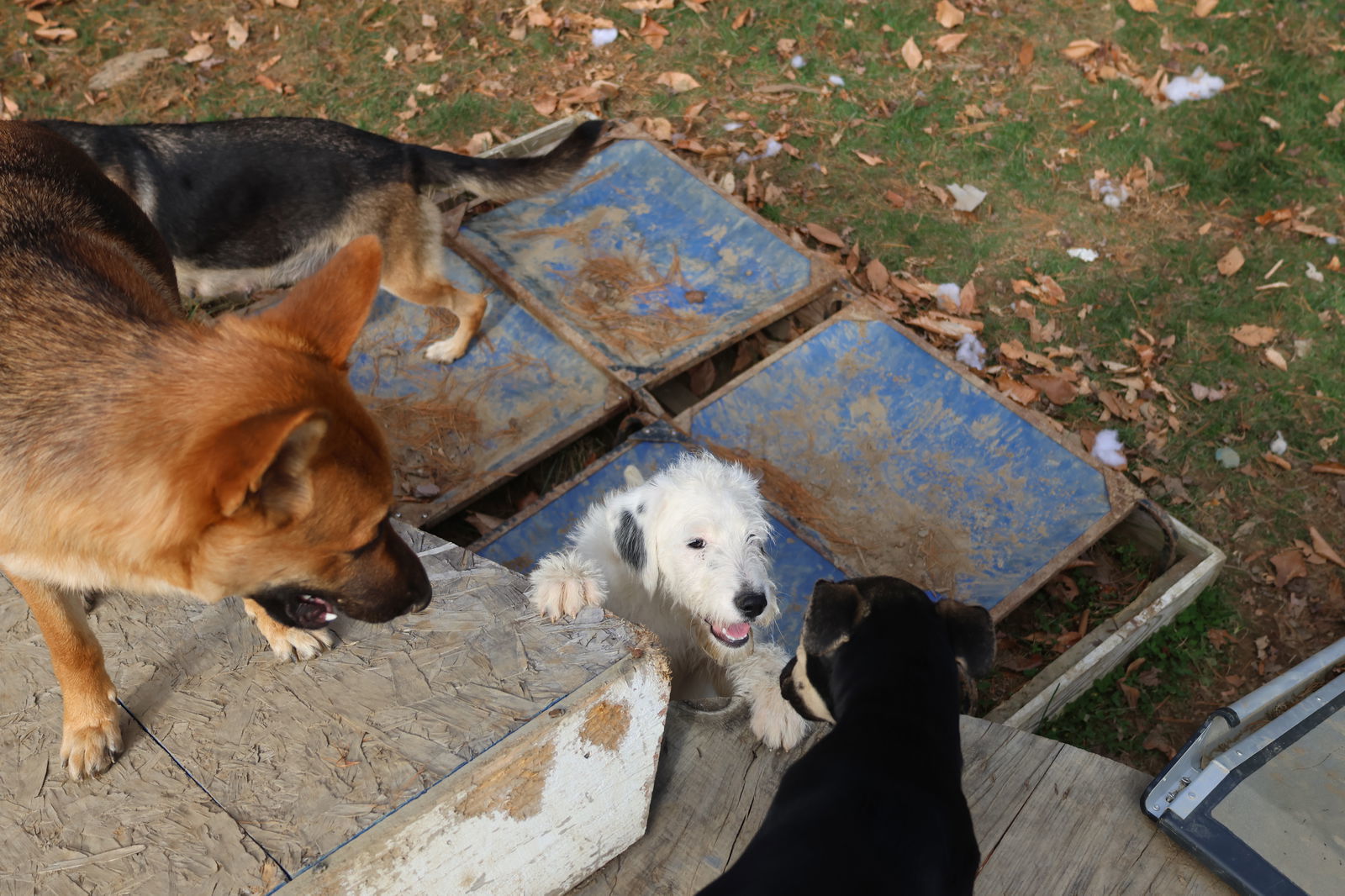 DAISY, an adoptable Airedale Terrier in Sebec, ME, 04481 | Photo Image 3