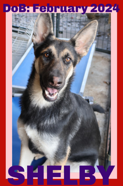 SHELBY, an adoptable German Shepherd Dog in Sebec, ME, 04481 | Photo Image 1