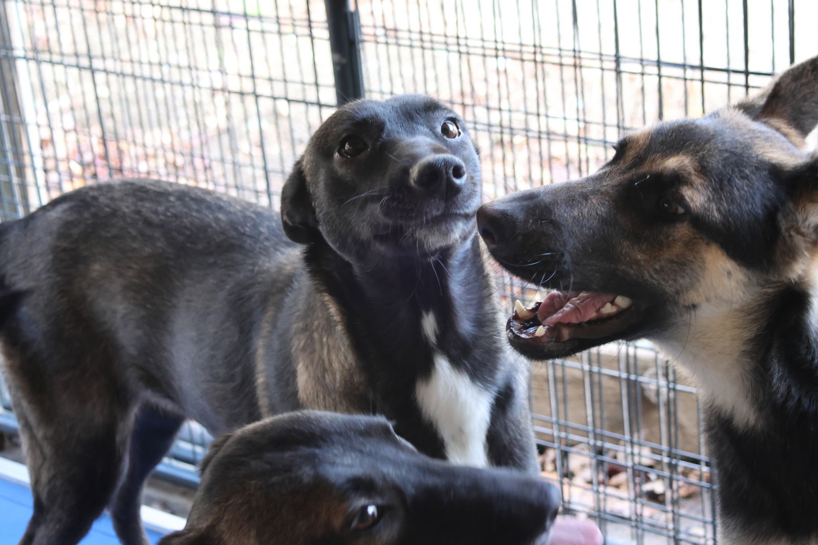 SHELBY, an adoptable German Shepherd Dog in Sebec, ME, 04481 | Photo Image 2