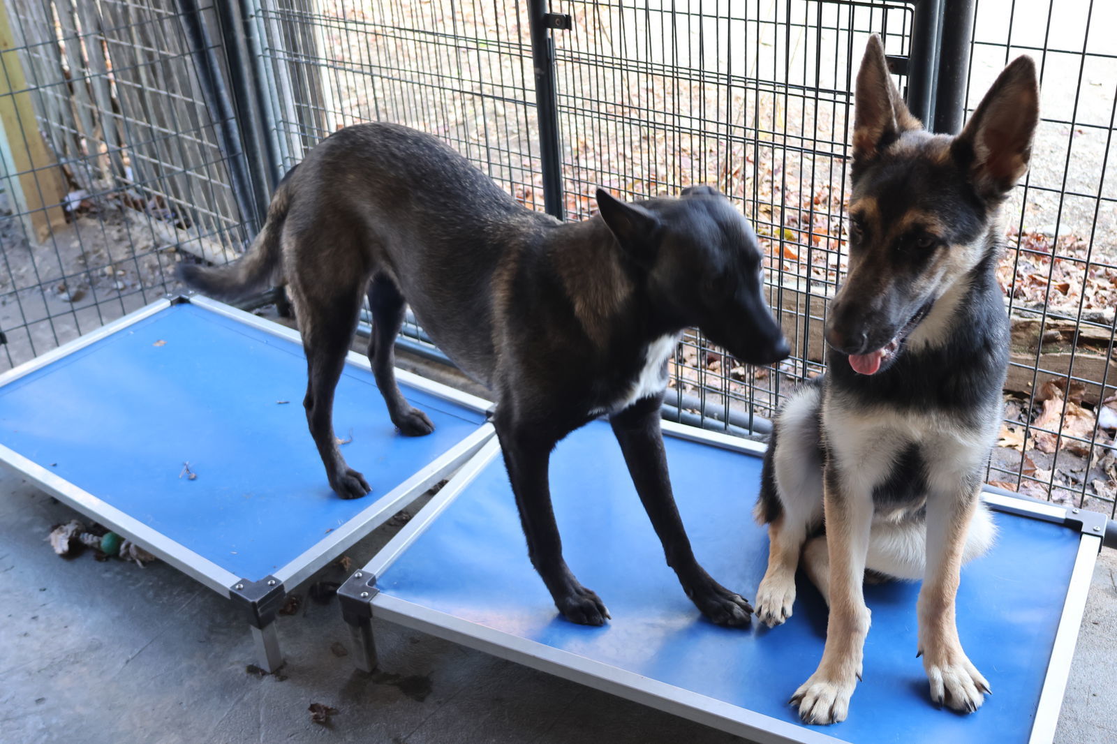 SHELBY, an adoptable German Shepherd Dog in Sebec, ME, 04481 | Photo Image 3