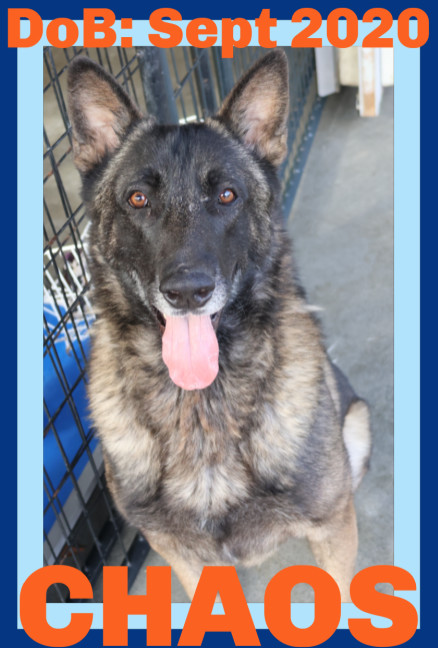 CHAOS, an adoptable German Shepherd Dog in Sebec, ME, 04481 | Photo Image 1