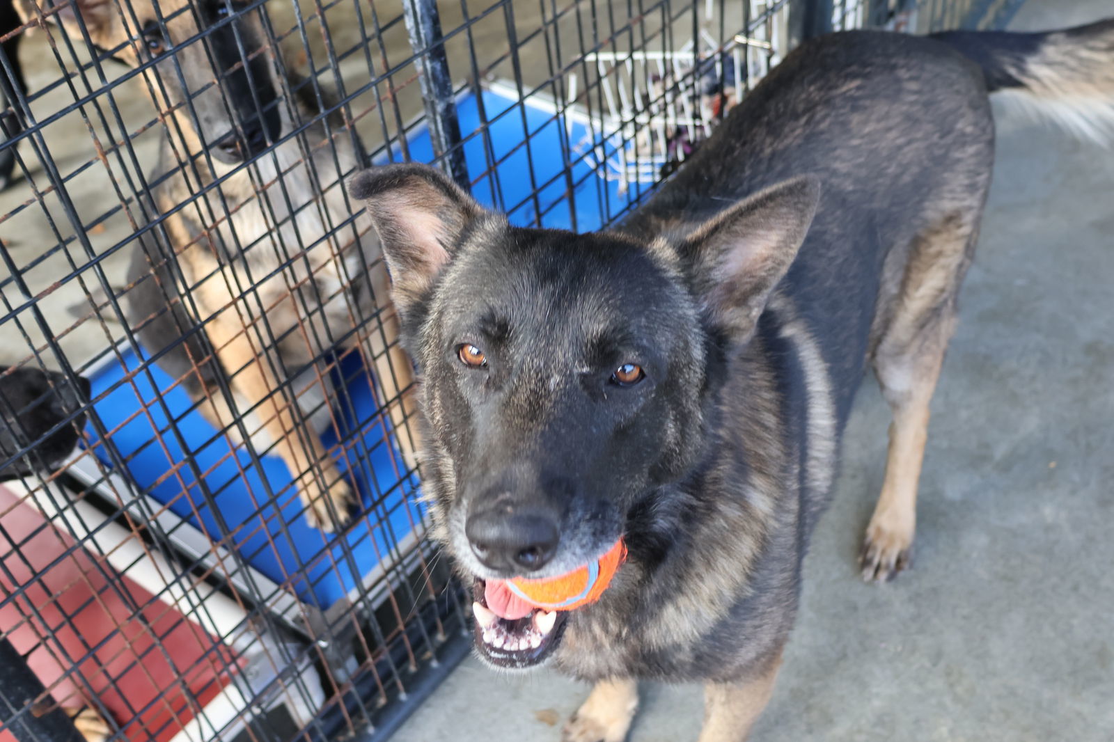 CHAOS, an adoptable German Shepherd Dog in Sebec, ME, 04481 | Photo Image 2