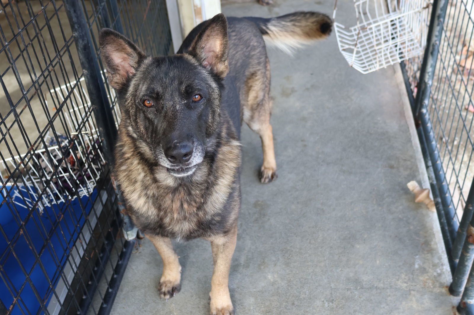 CHAOS, an adoptable German Shepherd Dog in Sebec, ME, 04481 | Photo Image 3