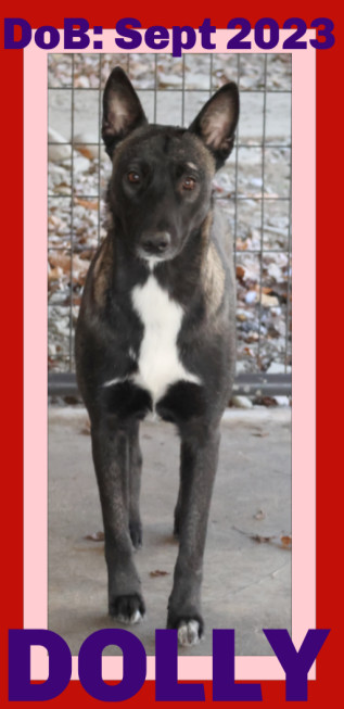 DOLLY, an adoptable Belgian Shepherd / Malinois in Sebec, ME, 04481 | Photo Image 1