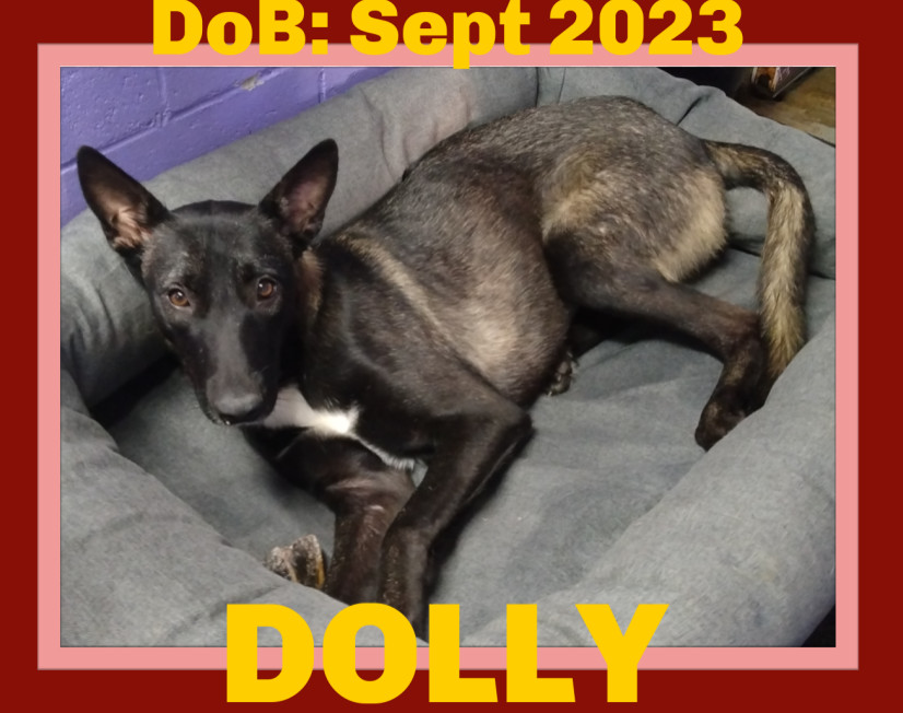 DOLLY, an adoptable Belgian Shepherd / Malinois in Sebec, ME, 04481 | Photo Image 2