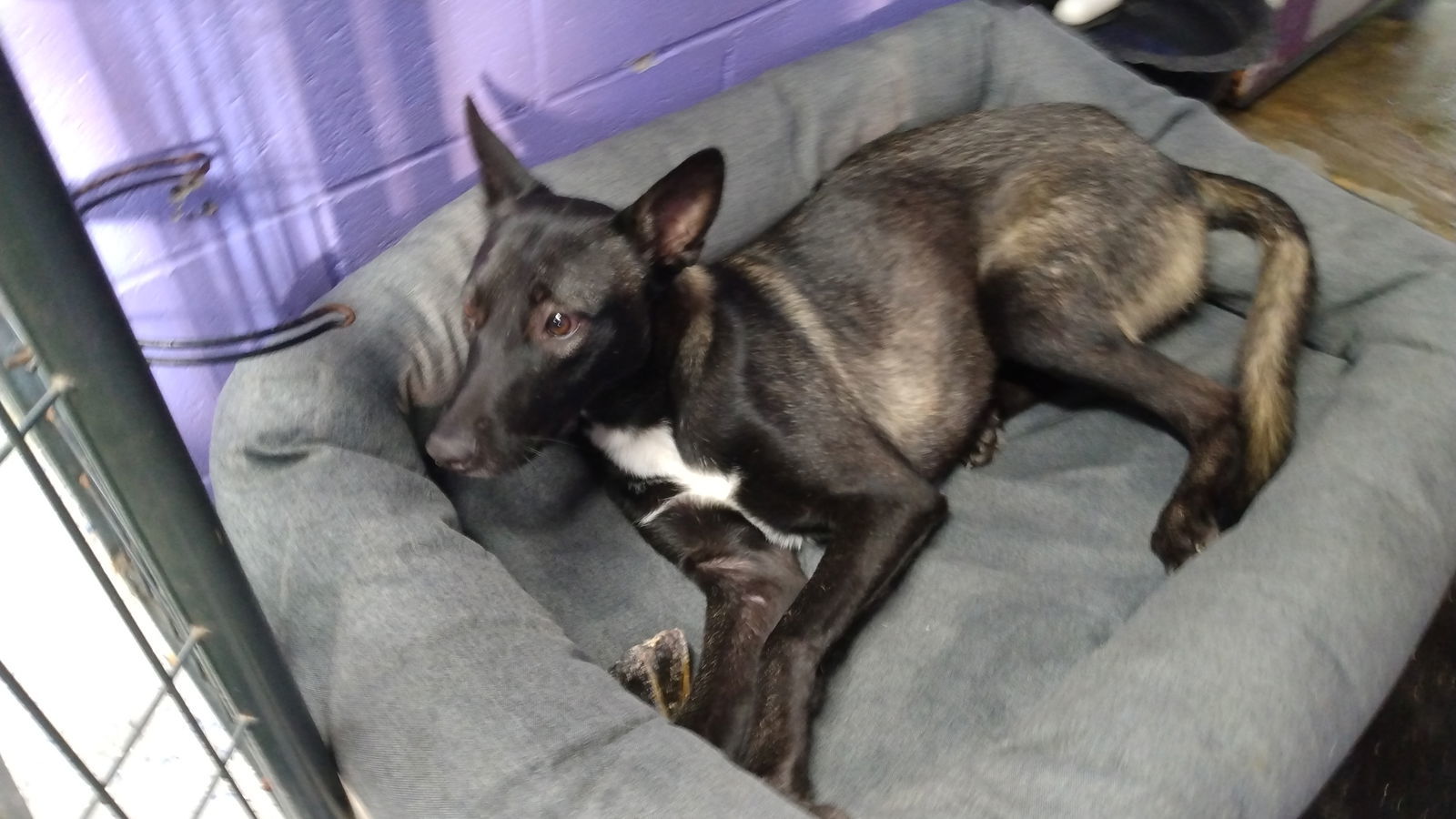 DOLLY, an adoptable Belgian Shepherd / Malinois in Sebec, ME, 04481 | Photo Image 3