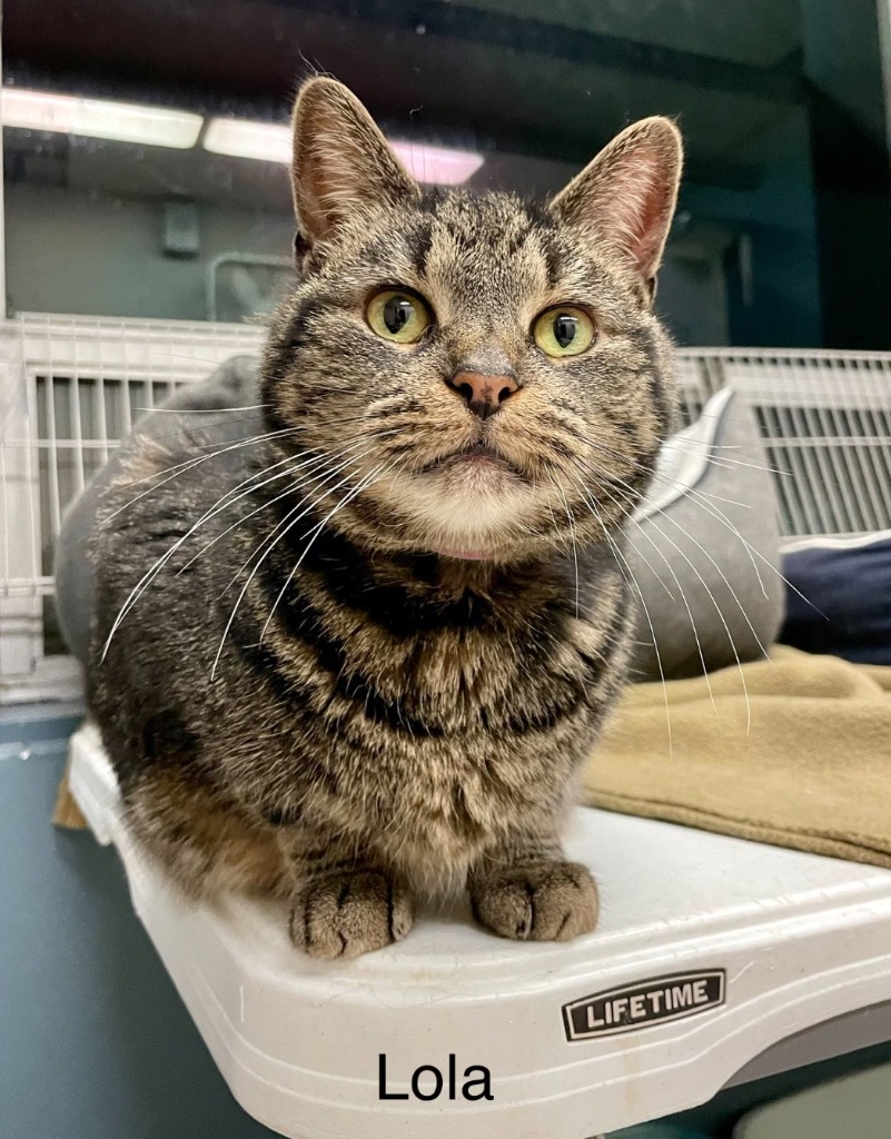 LOLA, an adoptable Domestic Short Hair in Muskegon, MI, 49442 | Photo Image 1