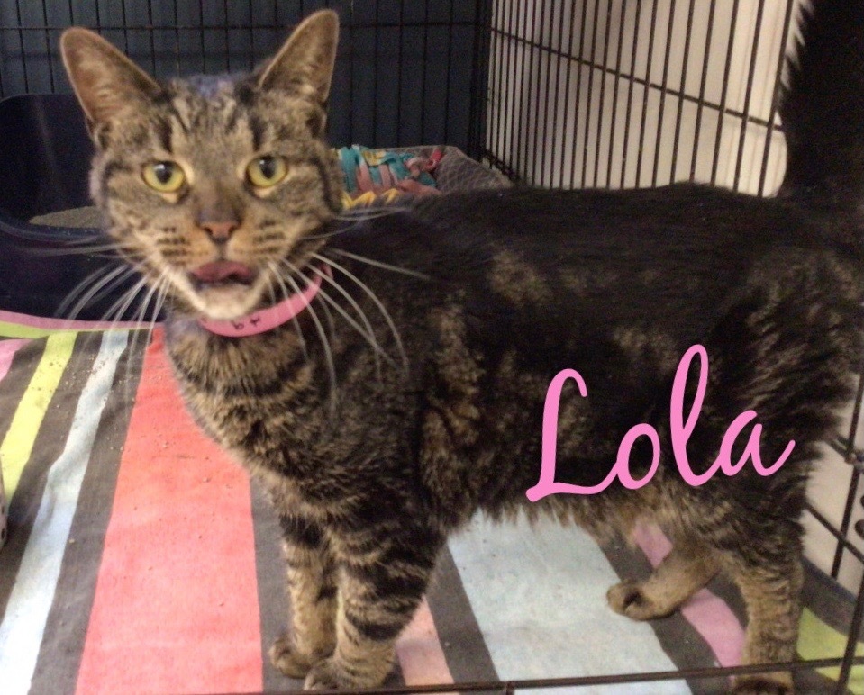 LOLA, an adoptable Domestic Short Hair in Muskegon, MI, 49442 | Photo Image 2