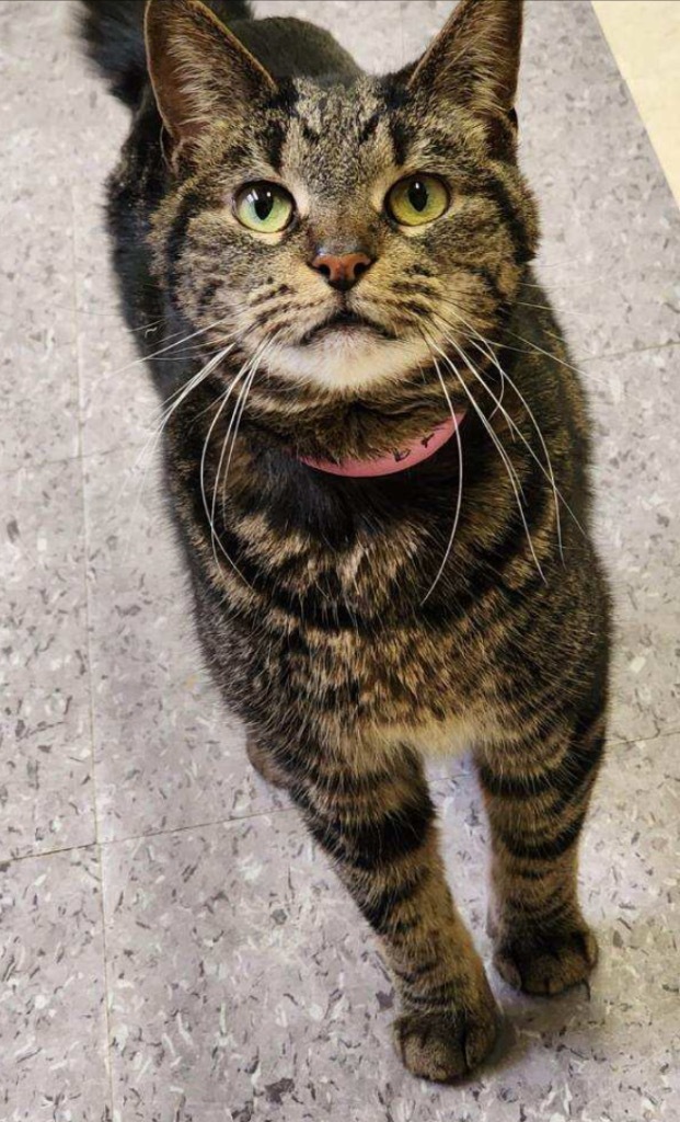 LOLA, an adoptable Domestic Short Hair in Muskegon, MI, 49442 | Photo Image 3
