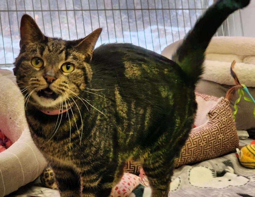 LOLA, an adoptable Domestic Short Hair in Muskegon, MI, 49442 | Photo Image 4