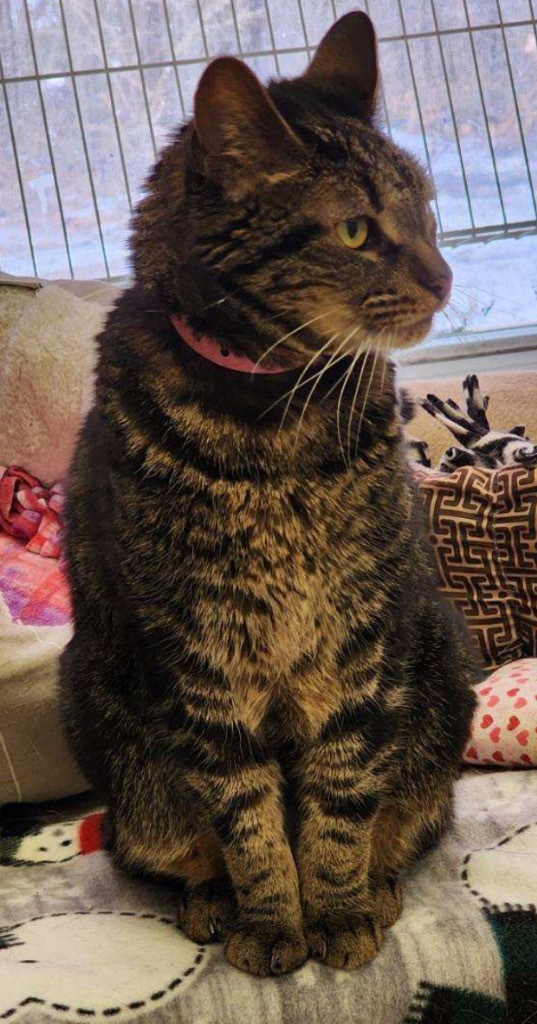 LOLA, an adoptable Domestic Short Hair in Muskegon, MI, 49442 | Photo Image 5