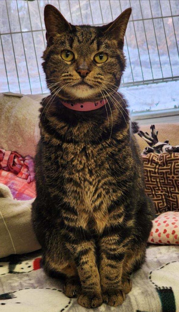 LOLA, an adoptable Domestic Short Hair in Muskegon, MI, 49442 | Photo Image 6