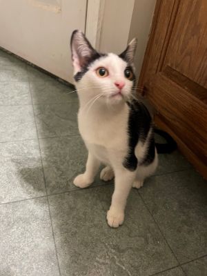 Joan, Young Female Domestic Short Hair