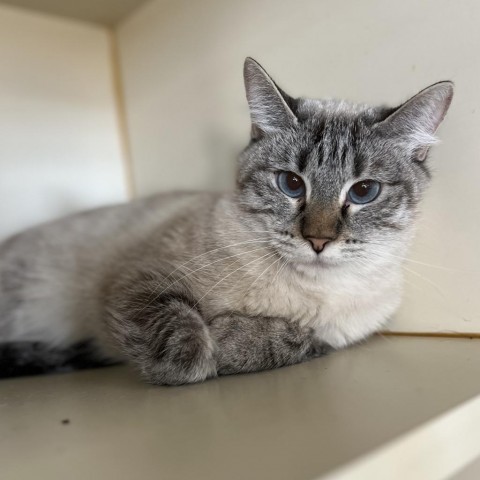 Crystal, an adoptable Domestic Short Hair, Siamese in Idaho Falls, ID, 83402 | Photo Image 1