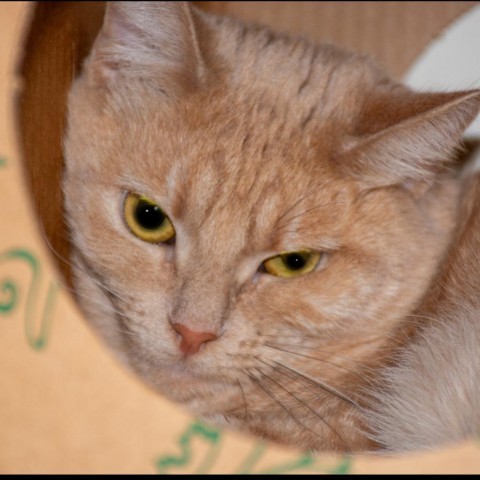 Sunshine, an adoptable Domestic Short Hair in Idaho Falls, ID, 83402 | Photo Image 1