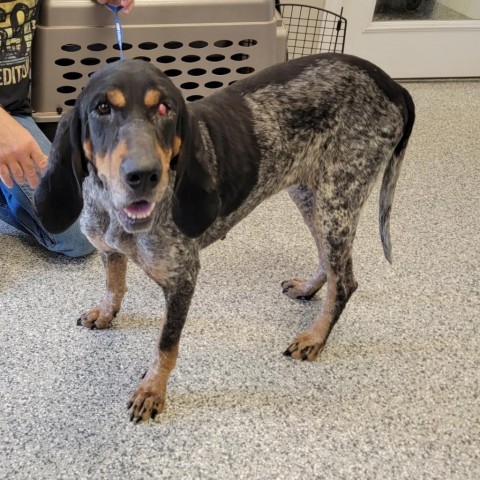 Bella, an adoptable Bluetick Coonhound in Kingman, KS, 67068 | Photo Image 1