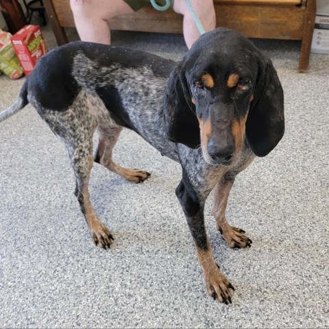 Bella, an adoptable Bluetick Coonhound in Kingman, KS, 67068 | Photo Image 2