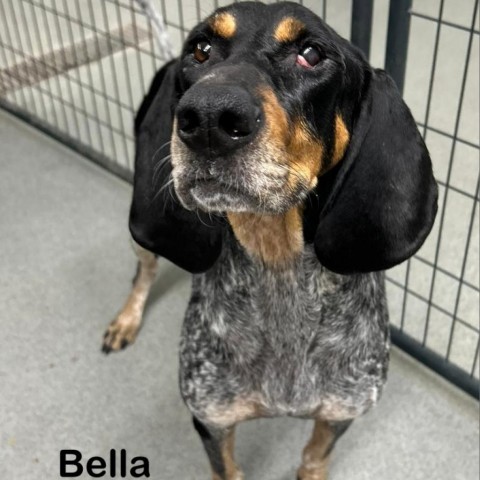 Bella, an adoptable Bluetick Coonhound in Kingman, KS, 67068 | Photo Image 3