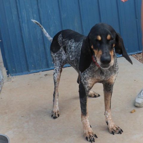 Bella, an adoptable Bluetick Coonhound in Kingman, KS, 67068 | Photo Image 4