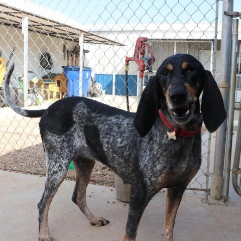 Bella, an adoptable Bluetick Coonhound in Kingman, KS, 67068 | Photo Image 5