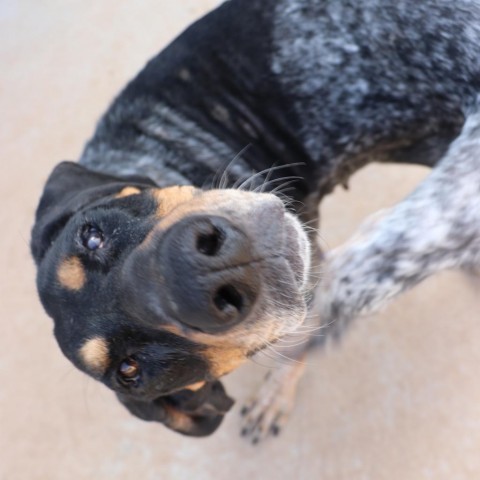 Bella, an adoptable Bluetick Coonhound in Kingman, KS, 67068 | Photo Image 6