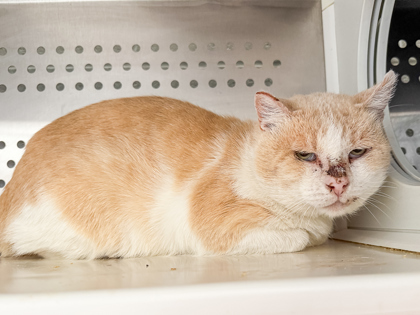 Barn Cat Hector, an adoptable Domestic Short Hair in Caldwell, ID, 83607 | Photo Image 1