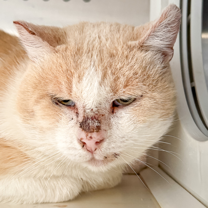 Barn Cat Hector, an adoptable Domestic Short Hair in Caldwell, ID, 83607 | Photo Image 2