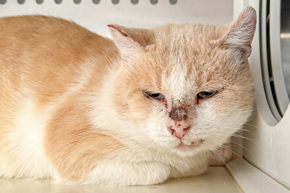 Barn Cat Hector, an adoptable Domestic Short Hair in Caldwell, ID, 83607 | Photo Image 3