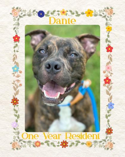 Dante