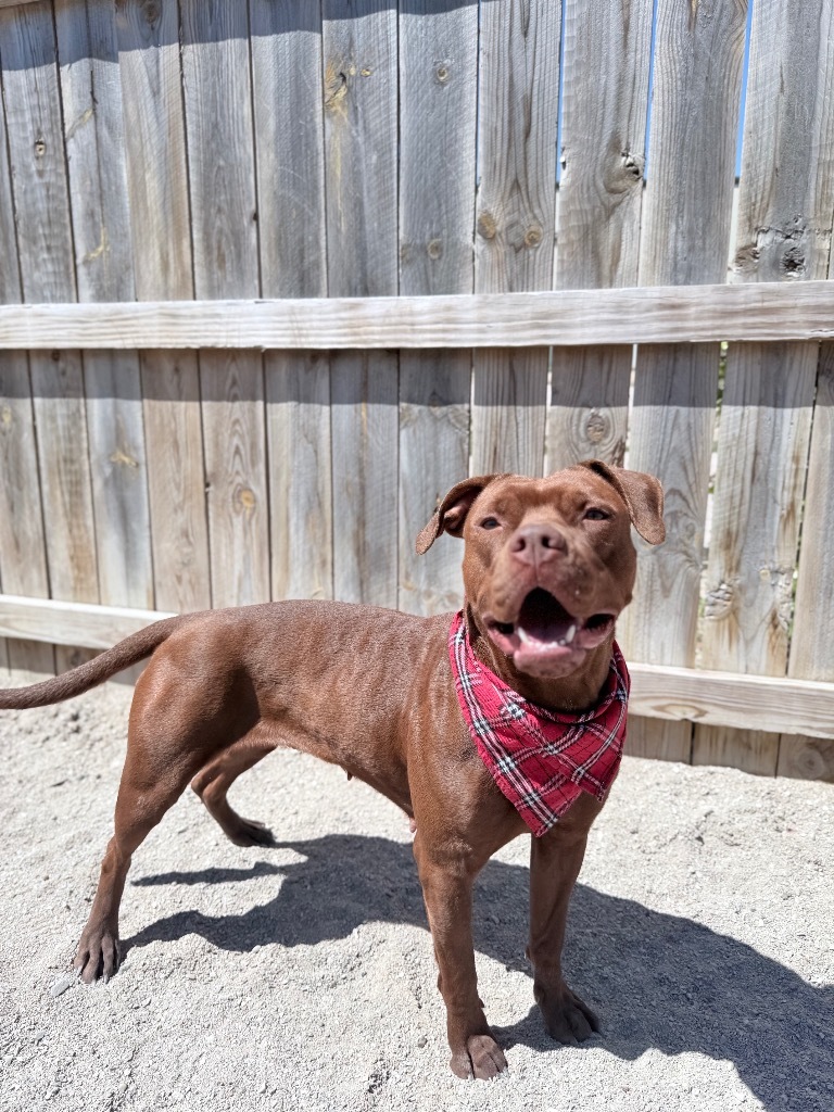 Lainey, an adoptable Mixed Breed in Muskegon, MI, 49442 | Photo Image 1