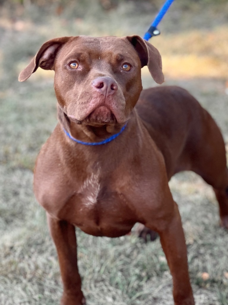 Lainey, an adoptable Mixed Breed in Muskegon, MI, 49442 | Photo Image 2