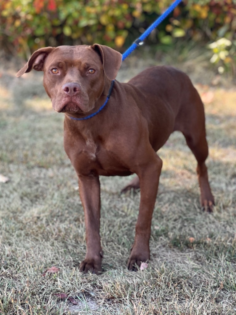 Lainey, an adoptable Mixed Breed in Muskegon, MI, 49442 | Photo Image 3
