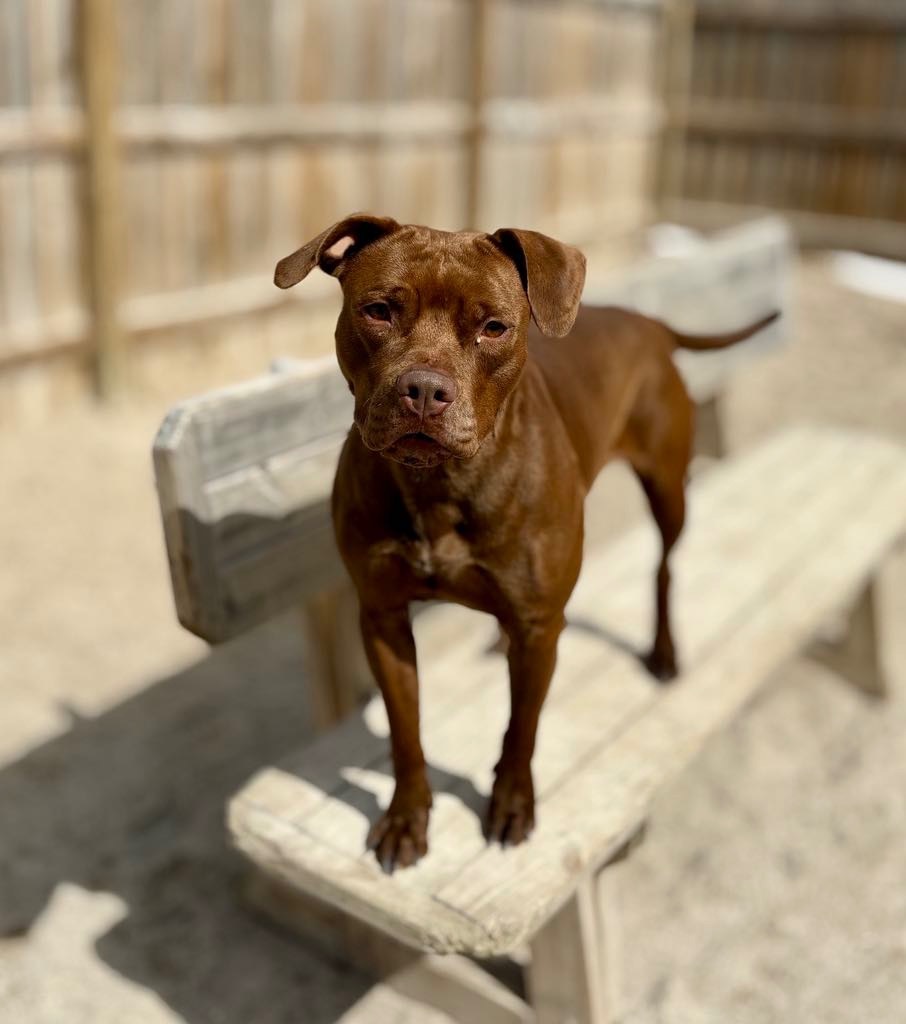 Lainey, an adoptable Mixed Breed in Muskegon, MI, 49442 | Photo Image 4