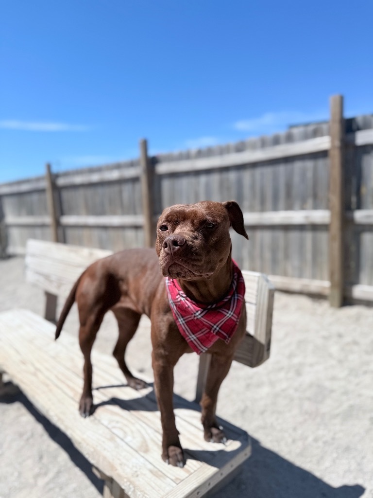 Lainey, an adoptable Mixed Breed in Muskegon, MI, 49442 | Photo Image 5