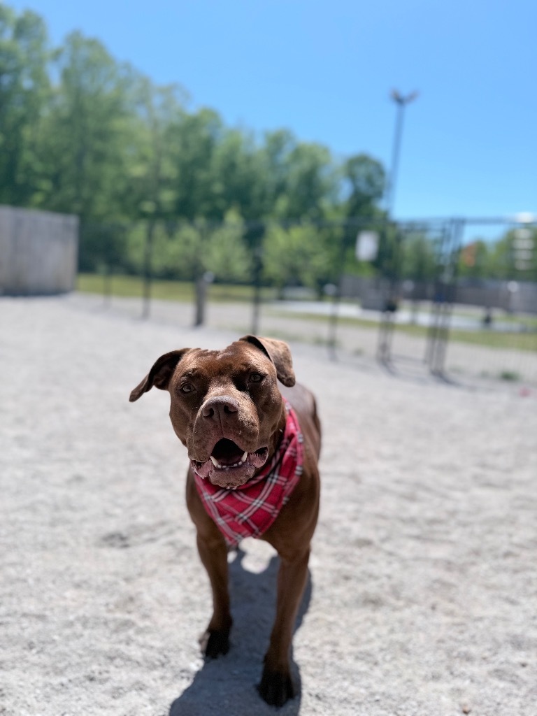 Lainey, an adoptable Mixed Breed in Muskegon, MI, 49442 | Photo Image 6