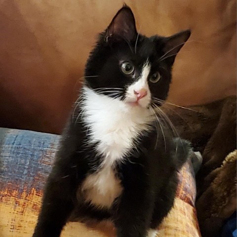 Ted, an adoptable Domestic Short Hair in Meridian, ID, 83680 | Photo Image 1