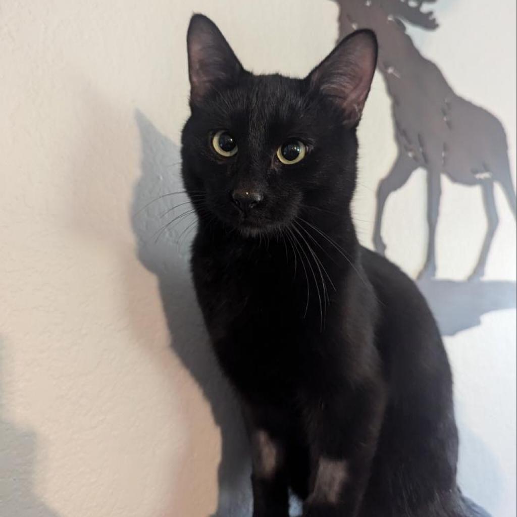 Tony, an adoptable Domestic Short Hair in Fort Collins, CO, 80526 | Photo Image 1