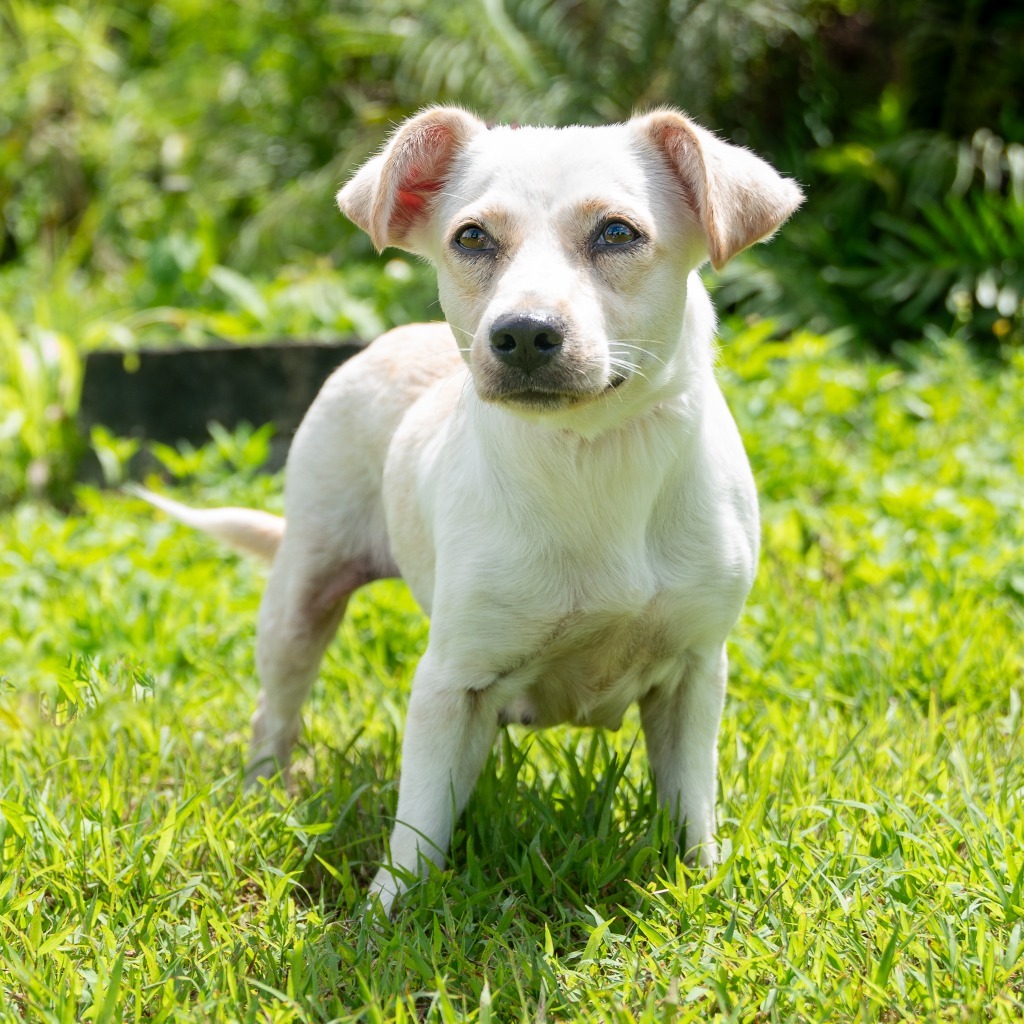 Moxi, an adoptable Affenpinscher in Mangilao, GU, 96923 | Photo Image 1