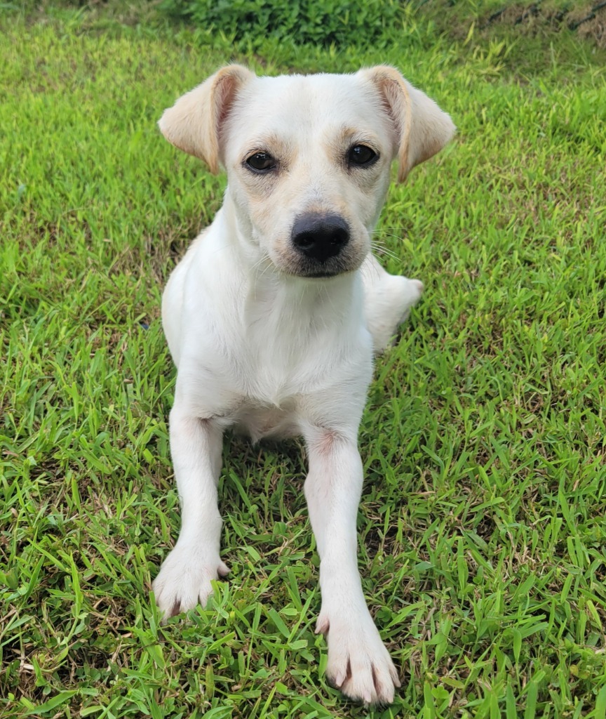 Moxi, an adoptable Affenpinscher in Mangilao, GU, 96923 | Photo Image 3