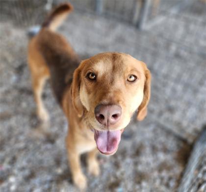 Reeses, an adoptable Shepherd, Coonhound in Riverton, WY, 82501 | Photo Image 1